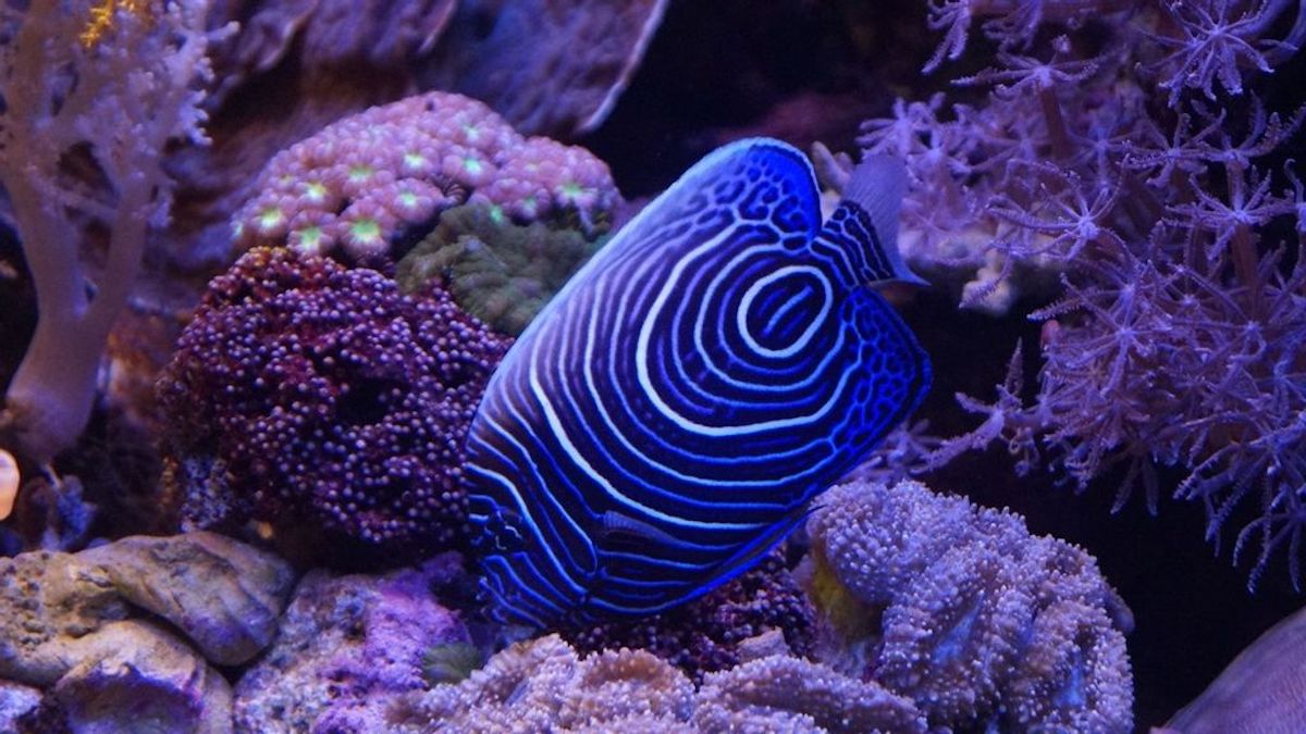 Coral reef, environment, Israel